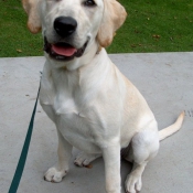 Photo de Labrador retriever