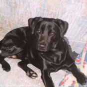 Photo de Labrador retriever