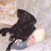 Photo de Labrador retriever