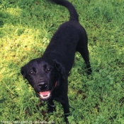 Photo de Labrador retriever