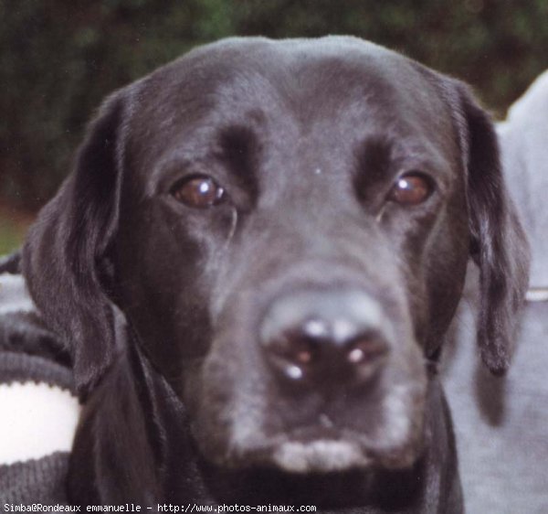 Photo de Labrador retriever