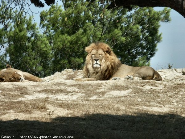 Photo de Lion