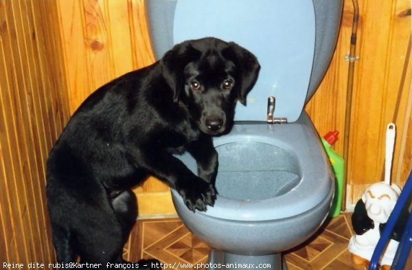 Photo de Labrador retriever