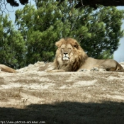 Photo de Lion