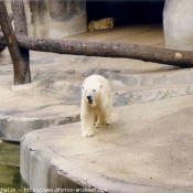 Photo d'Ours