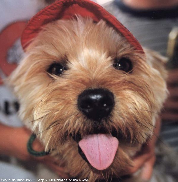 Photo de Yorkshire terrier