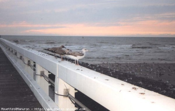 Photo de Mouette