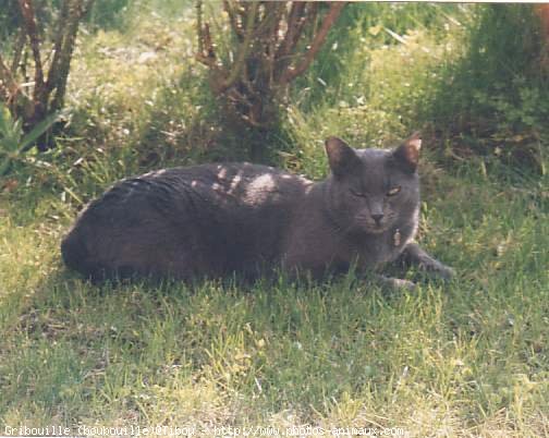 Photo de Chartreux