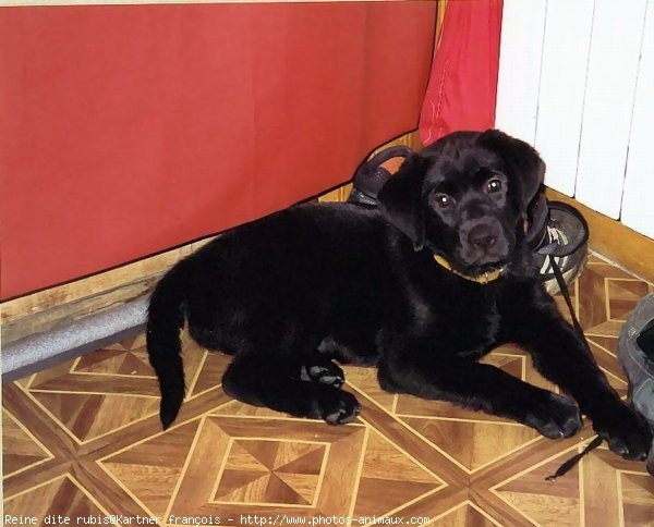 Photo de Labrador retriever