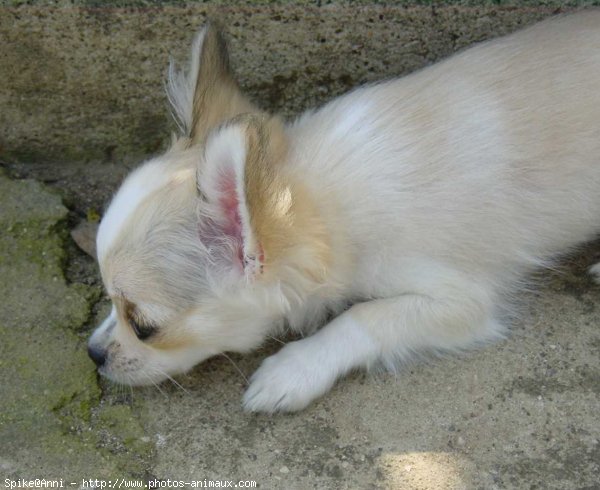 Photo de Chihuahua  poil court