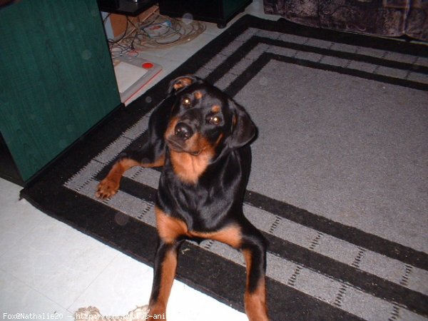 Photo de Rottweiler