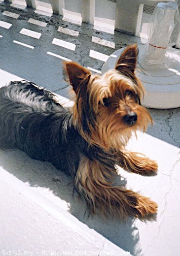 Photo de Yorkshire terrier