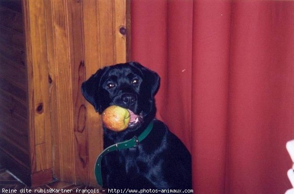 Photo de Labrador retriever