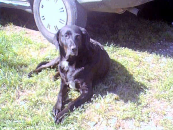 Photo de Labrador retriever