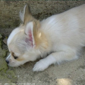 Photo de Chihuahua  poil court