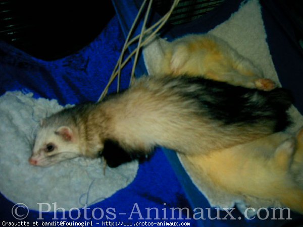 Photo de Furet