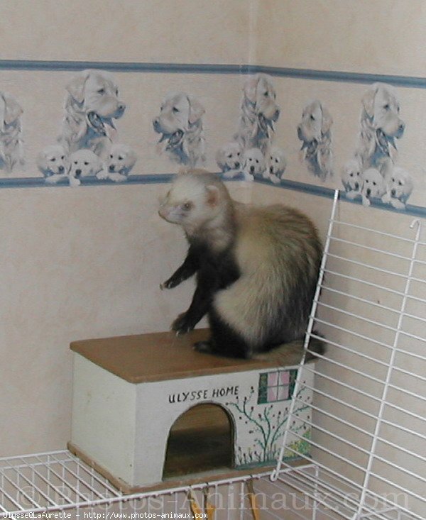 Photo de Furet