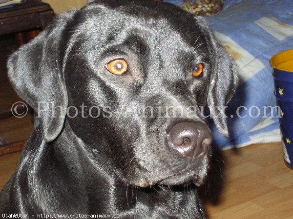 Photo de Labrador retriever