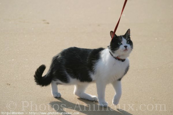 Photo de Chat domestique