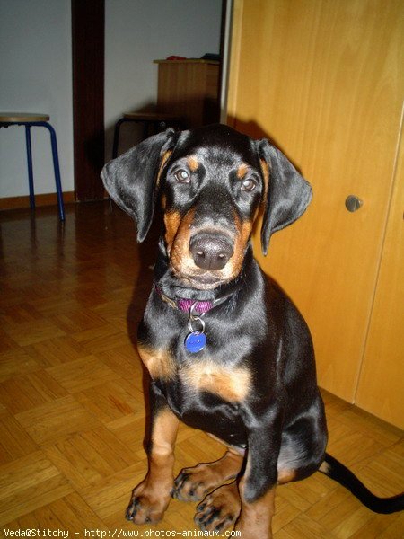 Photo de Dobermann