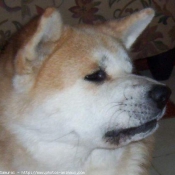 Photo d'Akita inu