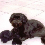 Photo de Lhassa apso