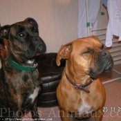 Photo de Boxer