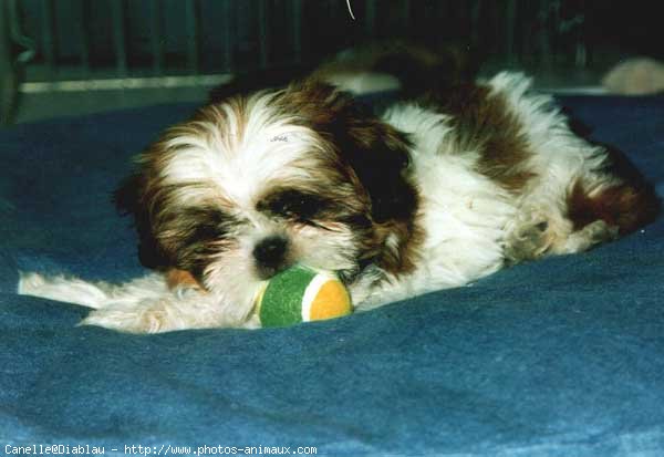 Photo de Shih tzu