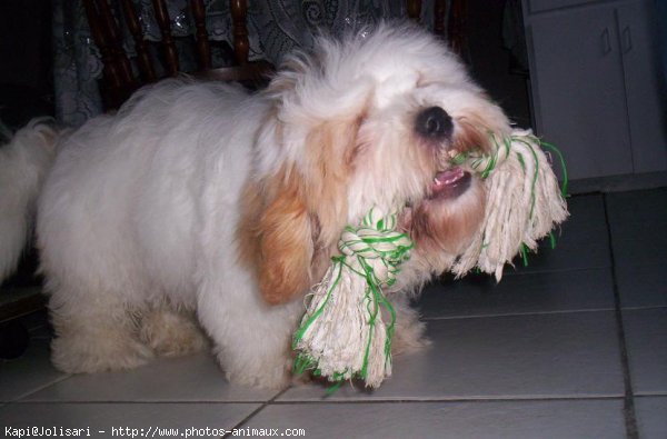 Photo de Lhassa apso