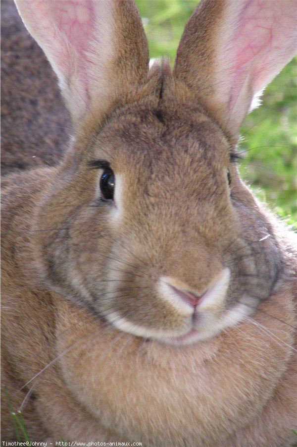 Photo de Lapin