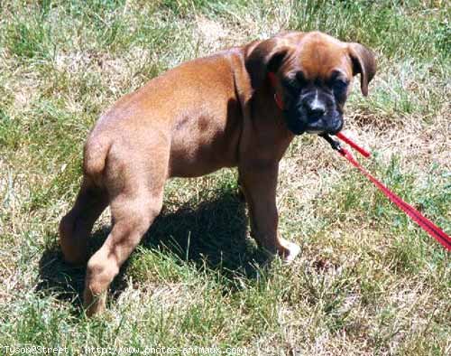 Photo de Boxer