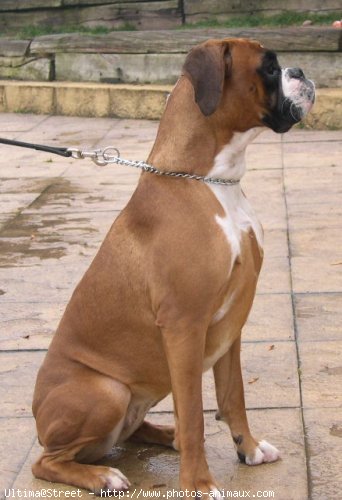 Photo de Boxer