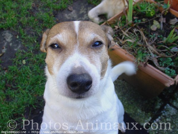 Photo de Jack russell terrier