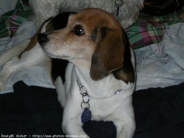 Photo de Beagle