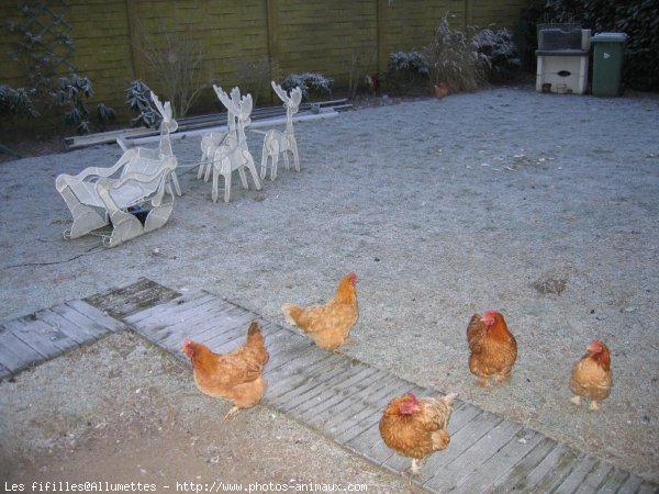 Photo de Poule