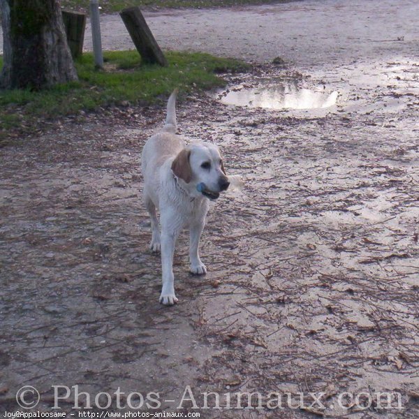 Photo de Labrador retriever