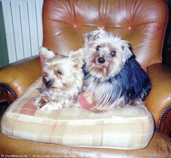 Photo de Yorkshire terrier