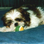 Photo de Shih tzu