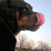 Photo de Rottweiler