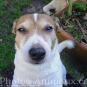 Photo de Jack russell terrier