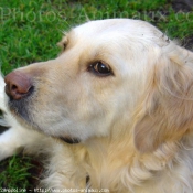 Photo de Golden retriever