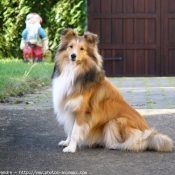 Photo de Chien de berger des shetland