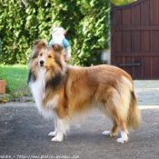 Photo de Chien de berger des shetland