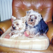 Photo de Yorkshire terrier