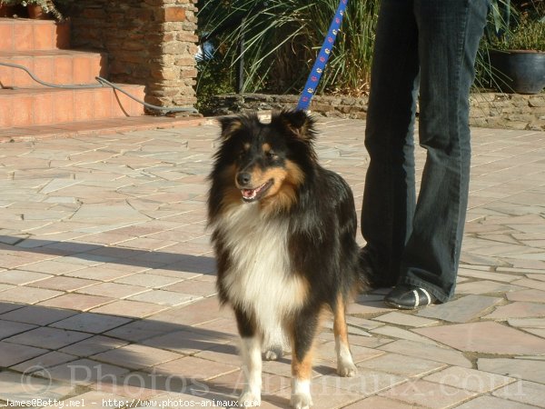 Photo de Chien de berger des shetland