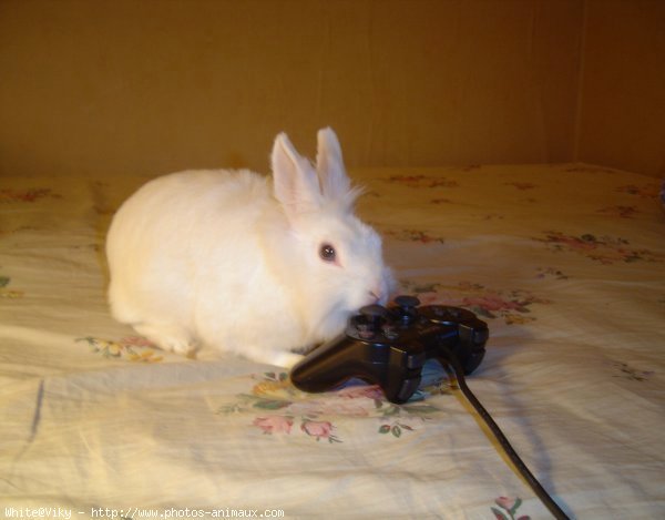 Photo de Lapin