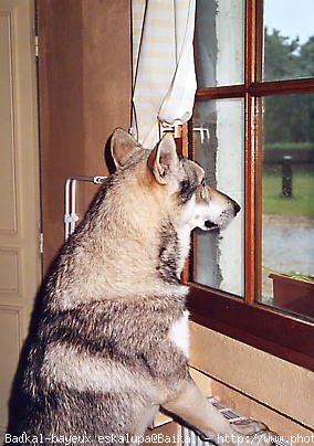 Photo de Chien-loup de saarloos