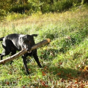 Photo de Labrador retriever