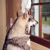 Photo de Chien-loup de saarloos