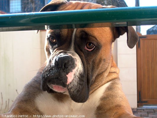 Photo de Boxer